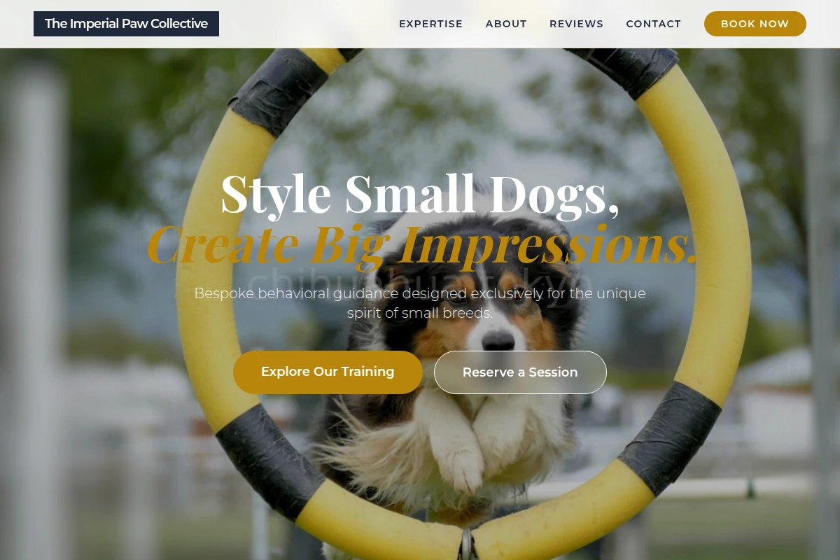 Collar Dog Training